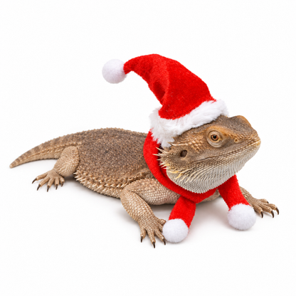 Christmas Hat and Scarf for Lizards